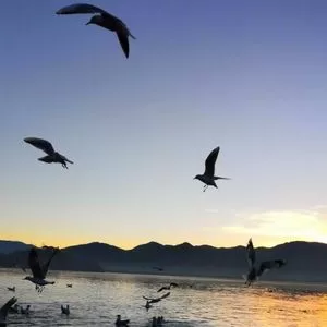 琴箫合奏《笑傲江湖曲》太极拳音乐加长版