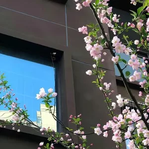 樱花草(恋人手中樱花草)